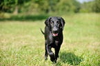 young Flat Coated Retriever