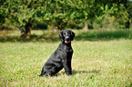 young Flat Coated Retriever