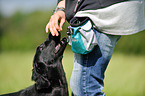 young Flat Coated Retriever