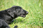 young Flat Coated Retriever