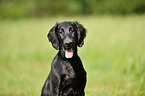 young Flat Coated Retriever