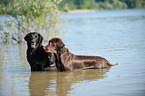 2 Flat Coated Retrievers