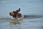 shaking Flat Coated Retriever