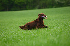 retrieving Flat Coated Retriever