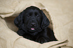 Flat Coated Retriever Puppy