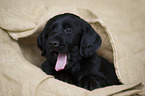 Flat Coated Retriever Puppy