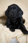 Flat Coated Retriever Puppy