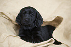 Flat Coated Retriever Puppy