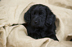 Flat Coated Retriever Puppy