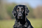 Flat Coated Retriever Portrait