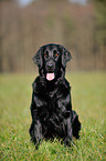 sitting Flat Coated Retriever