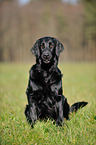 sitting Flat Coated Retriever