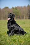 sitting Flat Coated Retriever