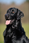 Flat Coated Retriever Portrait