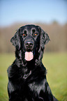 Flat Coated Retriever Portrait