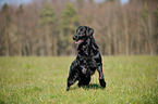 running Flat Coated Retriever