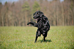 running Flat Coated Retriever