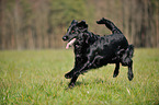 running Flat Coated Retriever