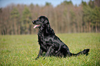 sitting Flat Coated Retriever