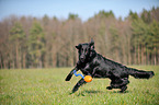 running Flat Coated Retriever