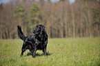 standing Flat Coated Retriever