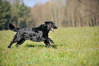 standing Flat Coated Retriever