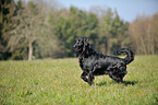 walking Flat Coated Retriever