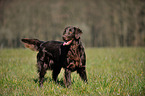 standing Flat Coated Retriever