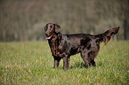 standing Flat Coated Retriever