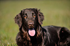 Flat Coated Retriever Portrait