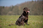 sitting Flat Coated Retriever