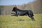 running Flat Coated Retriever