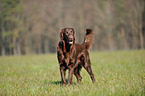 standing Flat Coated Retriever