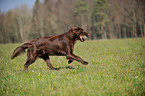 playing Flat Coated Retriever