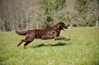 running Flat Coated Retriever