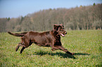 running Flat Coated Retriever