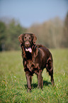 standing Flat Coated Retriever