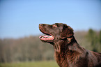 Flat Coated Retriever Portrait