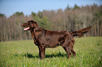 standing Flat Coated Retriever