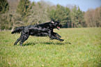 running Flat Coated Retriever