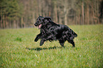 running Flat Coated Retriever