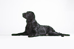 lying Flat Coated Retriever