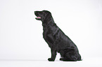 sitting Flat Coated Retriever