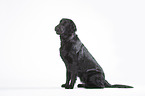 sitting Flat Coated Retriever