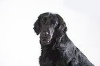 Flat Coated Retriever Portrait