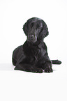 lying Flat Coated Retriever