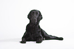 lying Flat Coated Retriever