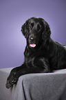 lying Flat Coated Retriever