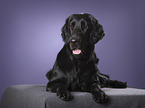 lying Flat Coated Retriever