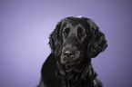 Flat Coated Retriever Portrait